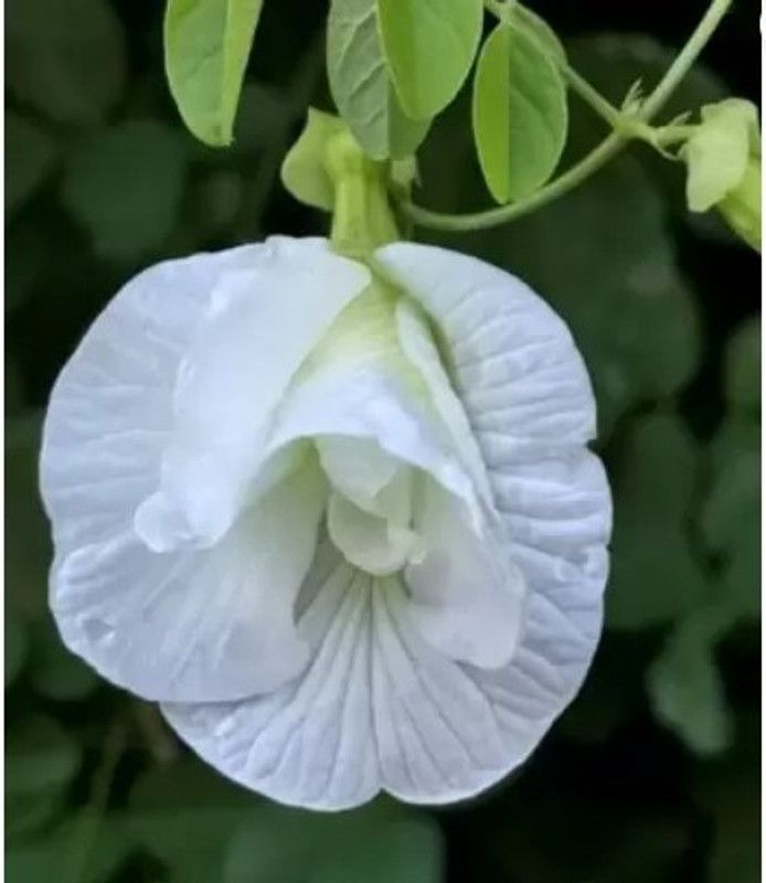 Sundhi Aparajita/ Butterfly Pea Plant  (Hybrid, Pack of 1)