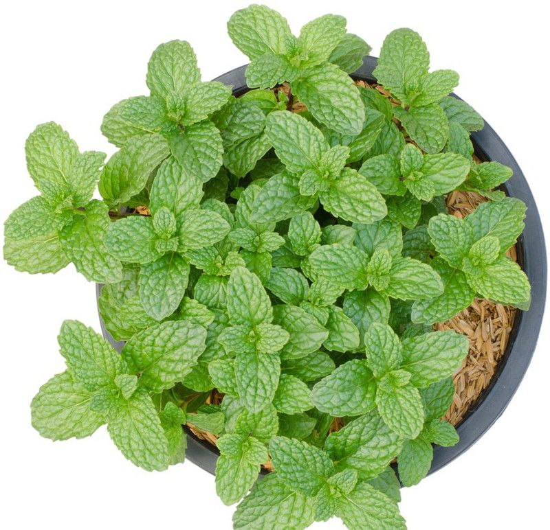 Mozette Organic PepperMint Seed  (20 per packet)