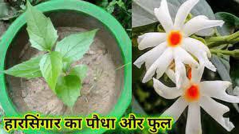 MARINE TREE Parijat/Harsingar Plant  (Hybrid, Pack of 1)