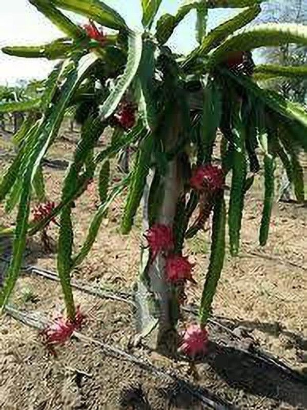 Oxygreenplant Dragon Tree  (Hybrid, Pack of 1)