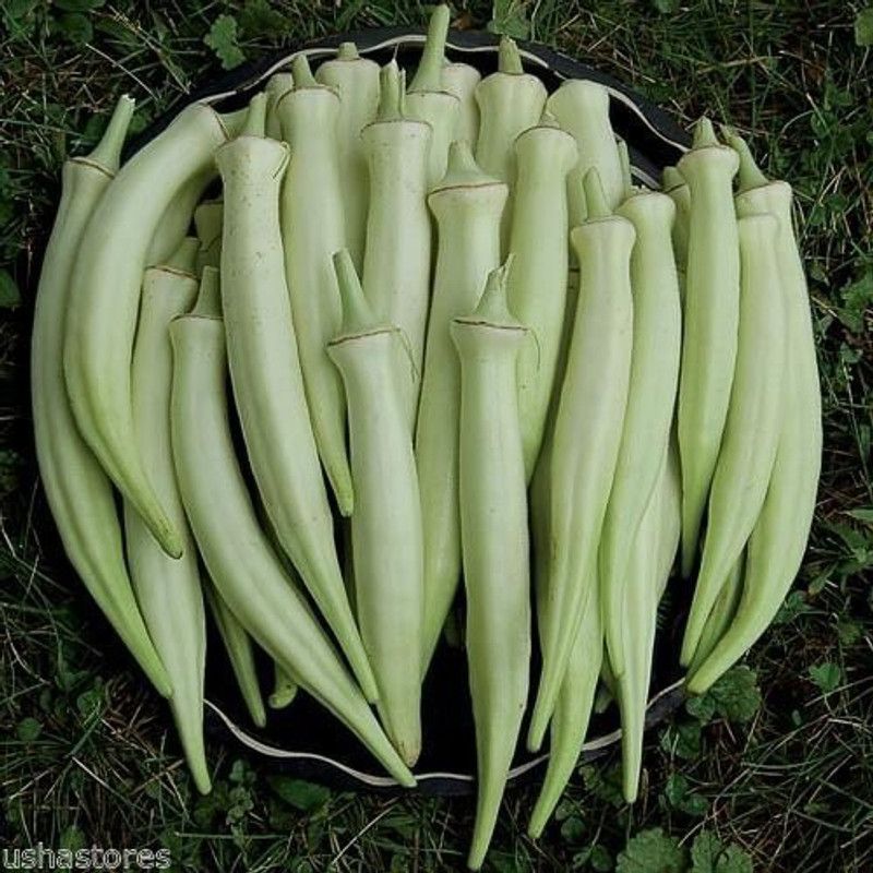 Qualtivate ® Silver Queen Okra Ladies Finger bhindi Organic Heirloom seeds Seed  (1000 per packet)