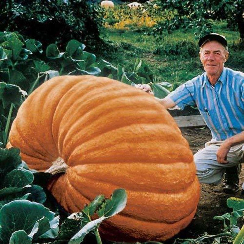 DROXTY ® Atlantic Giant Ukraine Heirloom Vegetable Pumpkin Seeds Seed  (5 per packet)
