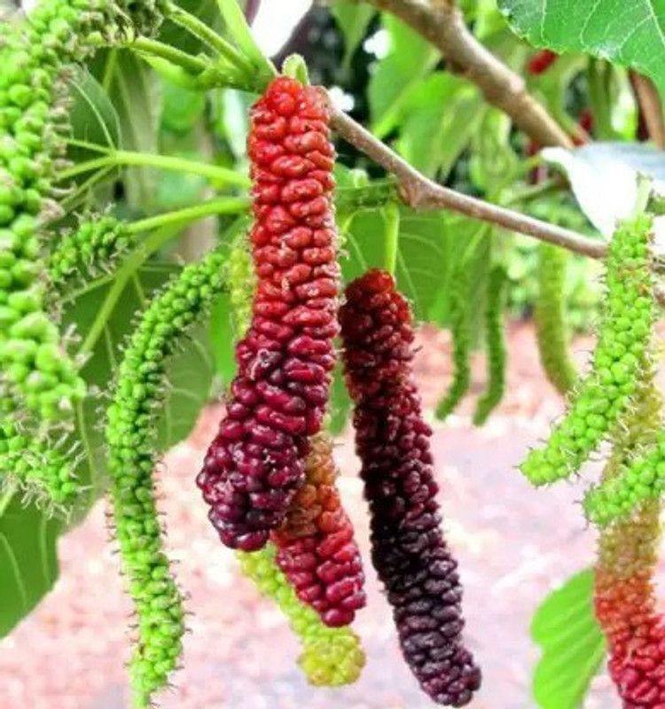Chalisa MulBerry, Mulberries Seed  (48 per packet)