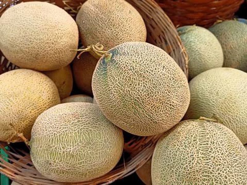 JRYU Muskmelon fruit home garden Seed  (60 per packet)