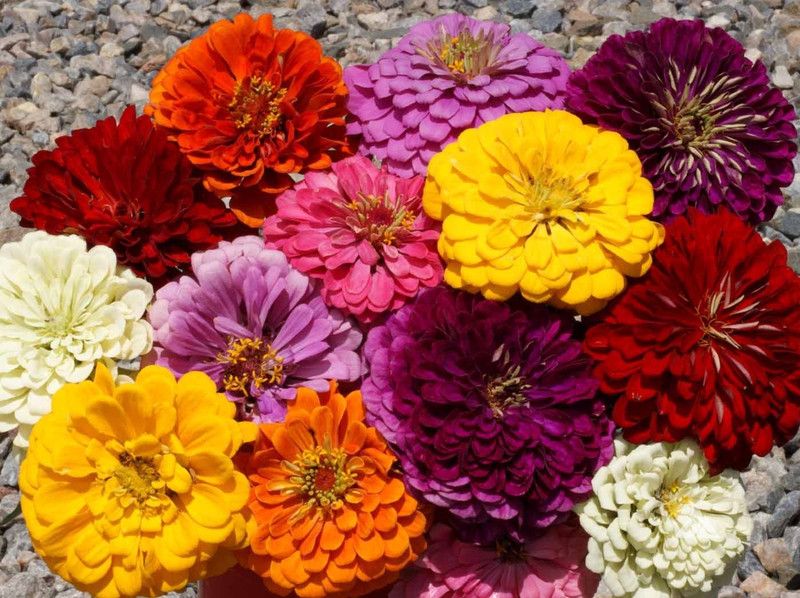 OMOM Dahlia Double Figaro Mix Seed  (101 per packet)