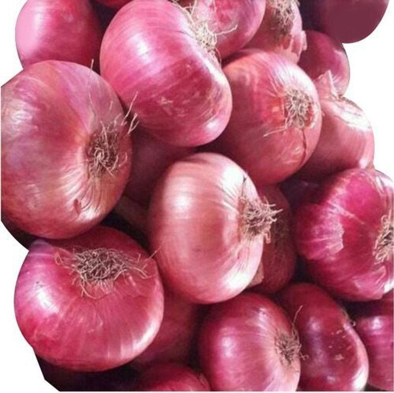 XOLDA Hybrid Onian Seed  (69 per packet)