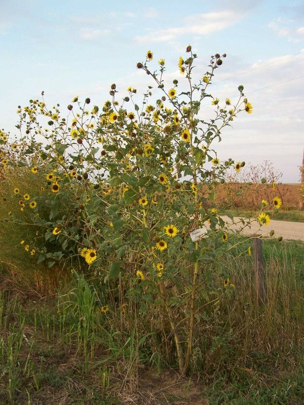 XOLDA Exotic sunflower Seed  (33 per packet)