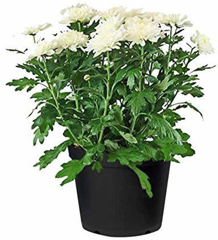 CYBEXIS Guldavari (Chrysanthemum)Seeds White Seed  (1 g)