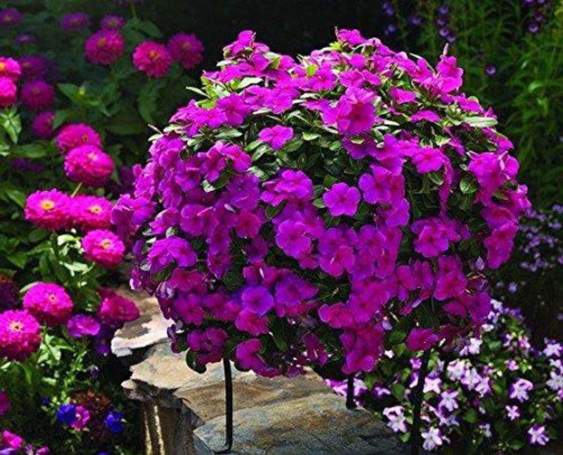 CYBEXIS Vinca Nayantara Plant Seeds Seed  (50 per packet)