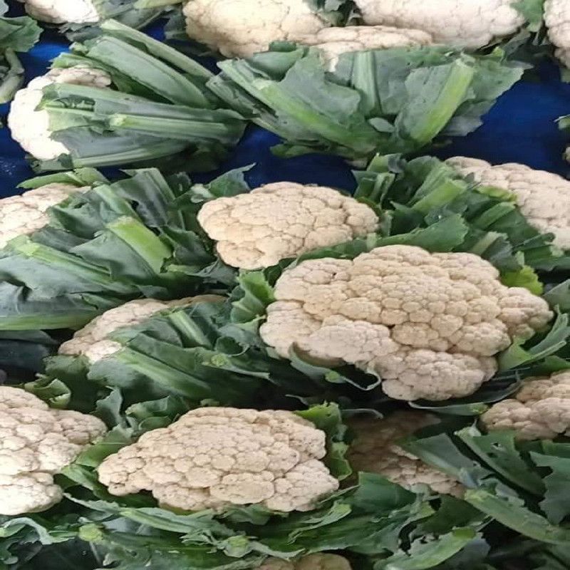 ANDOR Phool Gobhi Cauliflower Seed  (100 per packet)