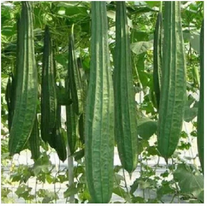 Paudha Ridge Gourd Seed  (37 per packet)