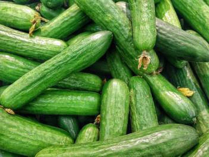 YOUNG STAR CUCUMBER Seed  (100 per packet)