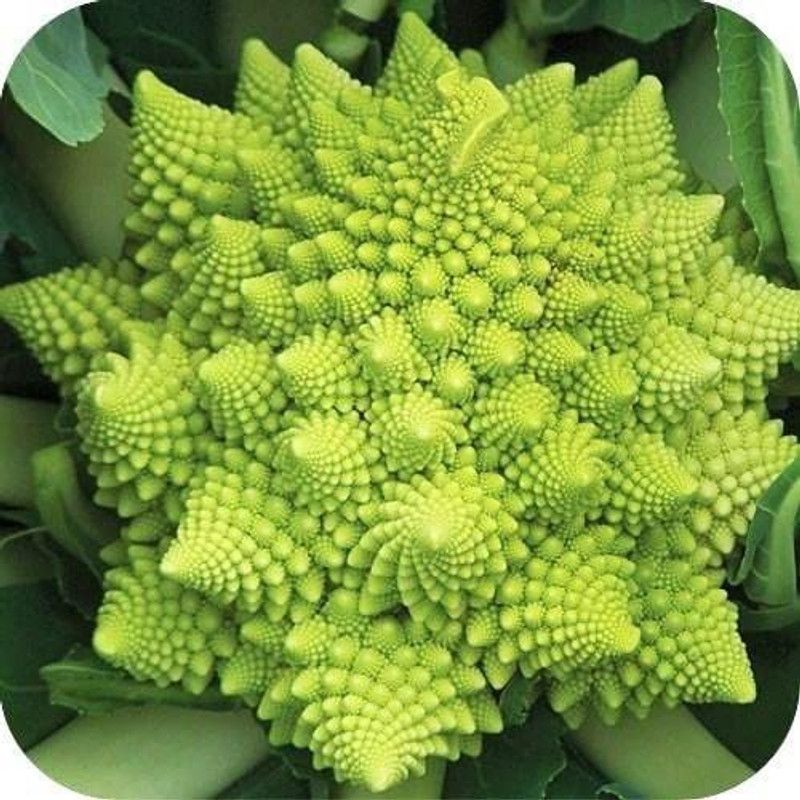WILLVINE NDIR-648 Broccoli Romanesco Variety Seeds Seed  (200 per packet)