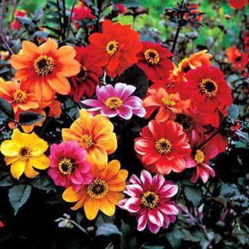 CYBEXIS Bishop's Children Dahlia Seeds Seed  (50 per packet)
