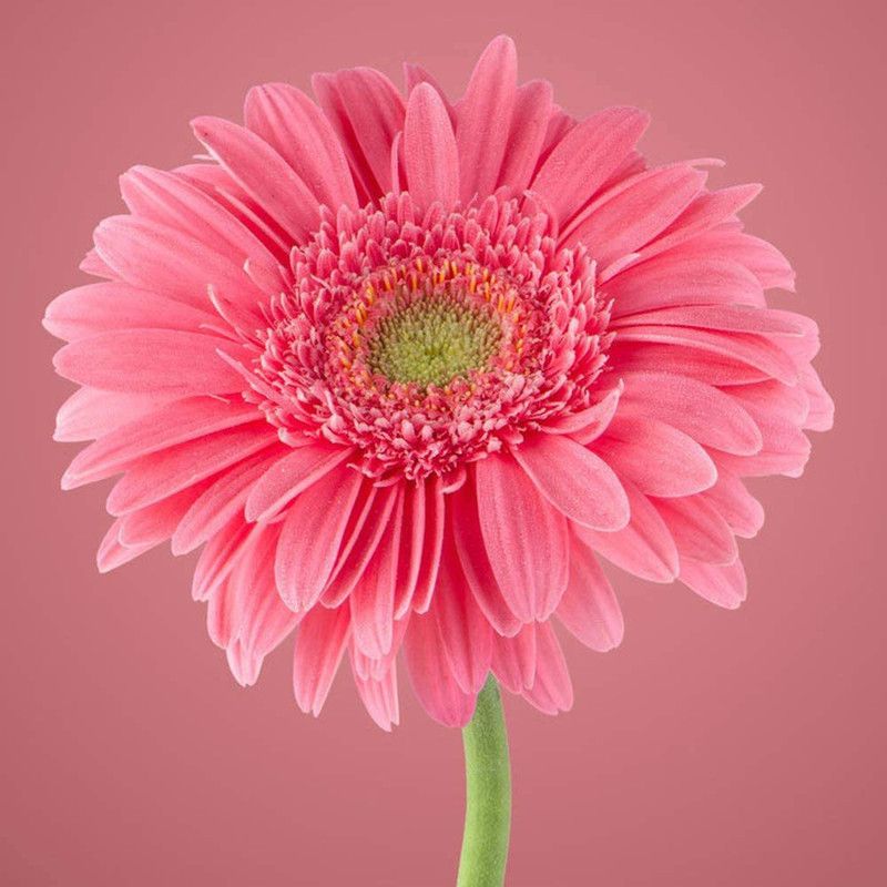CYBEXIS Pink Chrysanthemum Seeds Seed  (25 per packet)