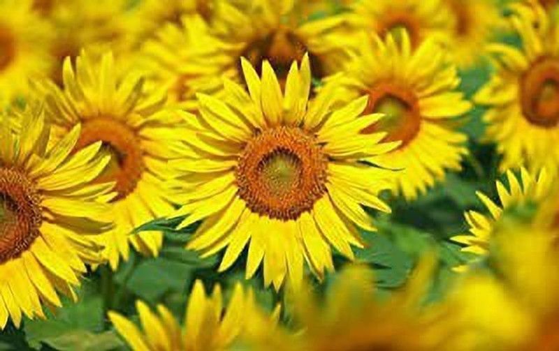 Aro Sunflower Seed  (25 per packet)