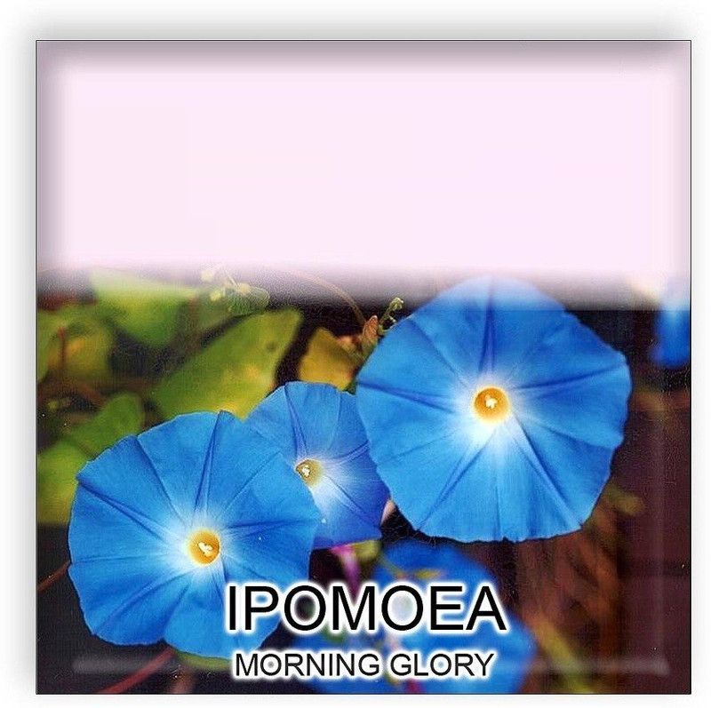 CYBEXIS Ipomoea (Morning Glory) Flower Seeds Seed  (1 g)