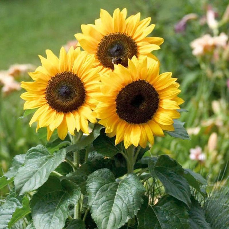 PLANTZON Sunflower Miniature Seed  (30 per packet)