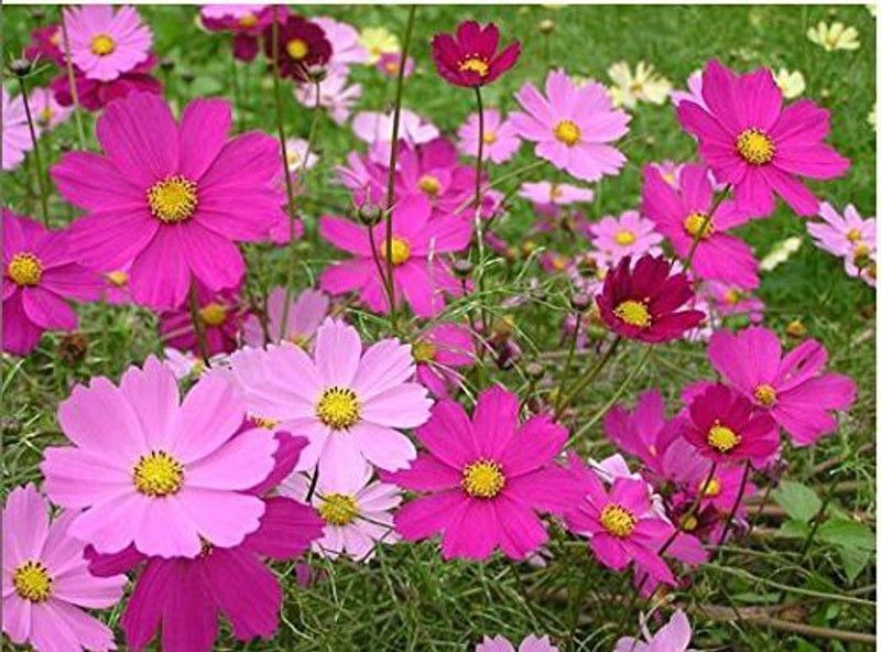 CYBEXIS Bright Lights Mixed Colors Cosmos Garden Flower Seeds Seed  (25 per packet)