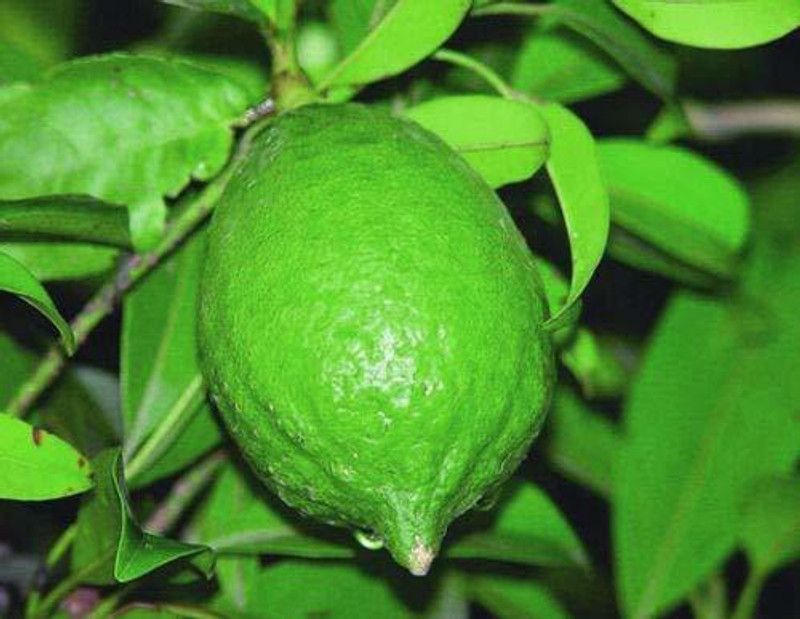 Dream mall Lemon Plant  (Hybrid, Pack of 1)