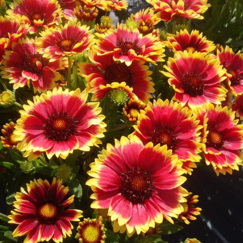 KANAYA Gaillardia Mix Flower Seeds For Home Gardening Seed  (80 per packet)