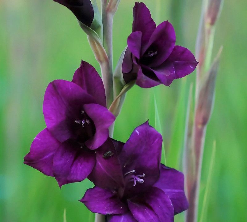 FERNSFLY® Gladiolus Seed  (6 per packet)