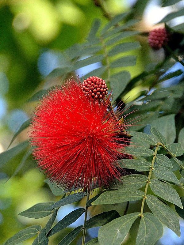 EVY Calliandra Plant  (Hybrid, Pack of 1)