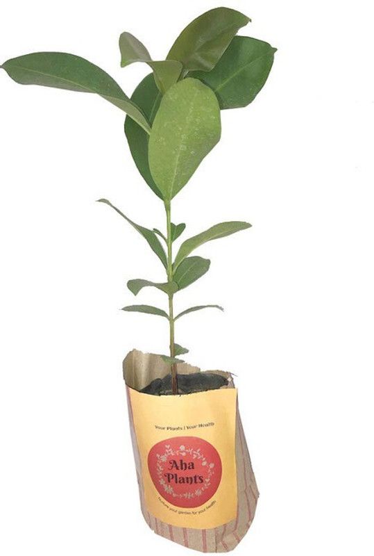 Tigress Jamun Plant  (Hybrid, Pack of 1)