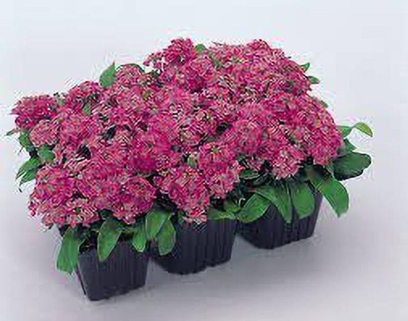 KANAYA Alyssum Mixed Hybrid Flower Seed  (40 per packet)
