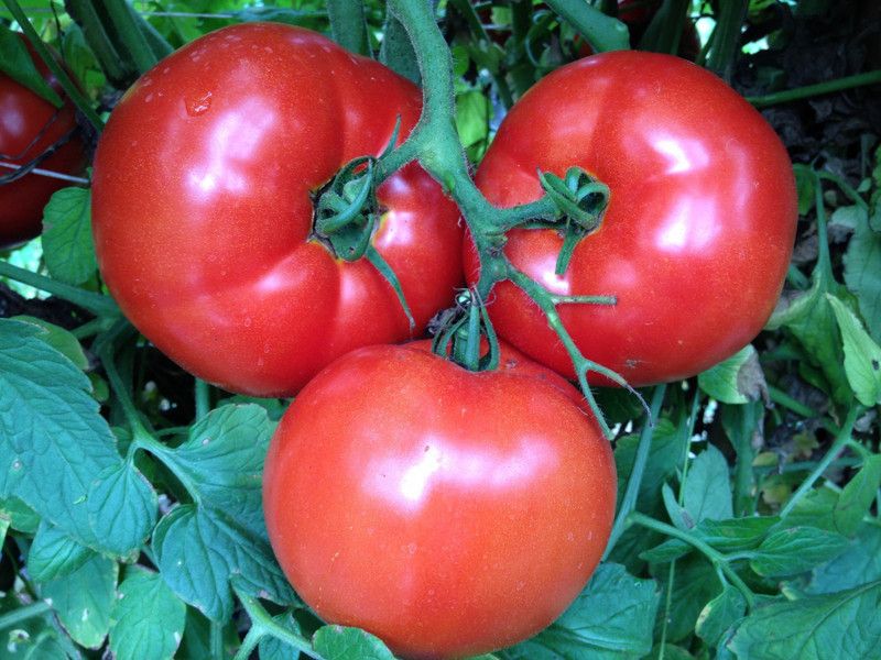 rmd Tomato F1 Seed  (35 per packet)