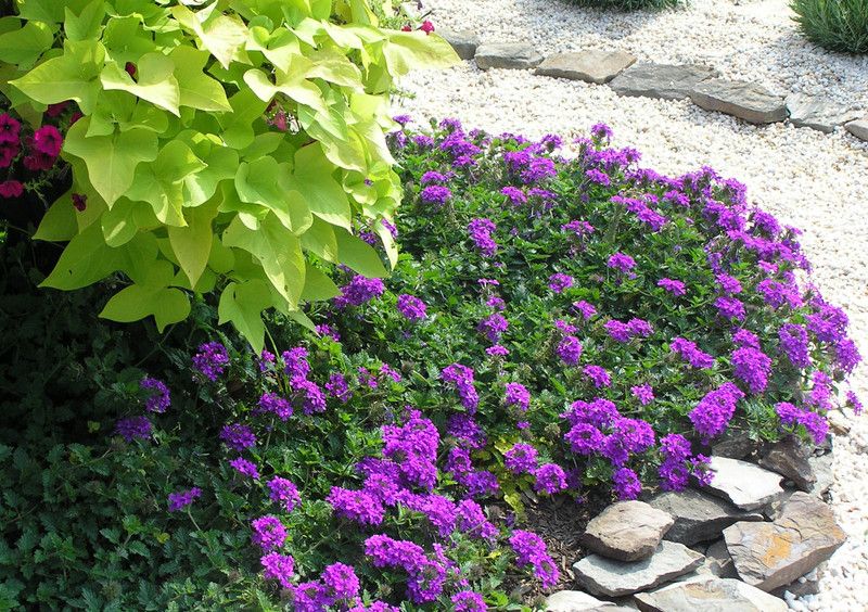Nodoc Verbena Seed  (40 per packet)