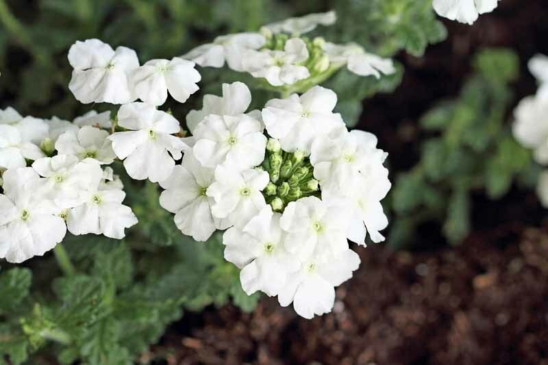 XOLDA Exotic verbena Seed  (31 per packet)