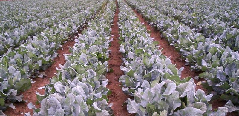 Mozette Cauli flower Vegetable Seed  (15 per packet)
