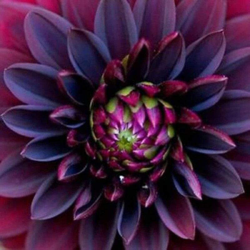 CYBEXIS Black Ruby Beauty Dahlia Flower Seeds Exotic Fresh Seeds Seed  (50 per packet)