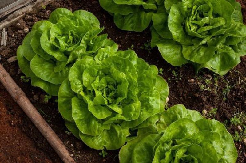 Paudha Lettuce iceburg Seed  (47 per packet)