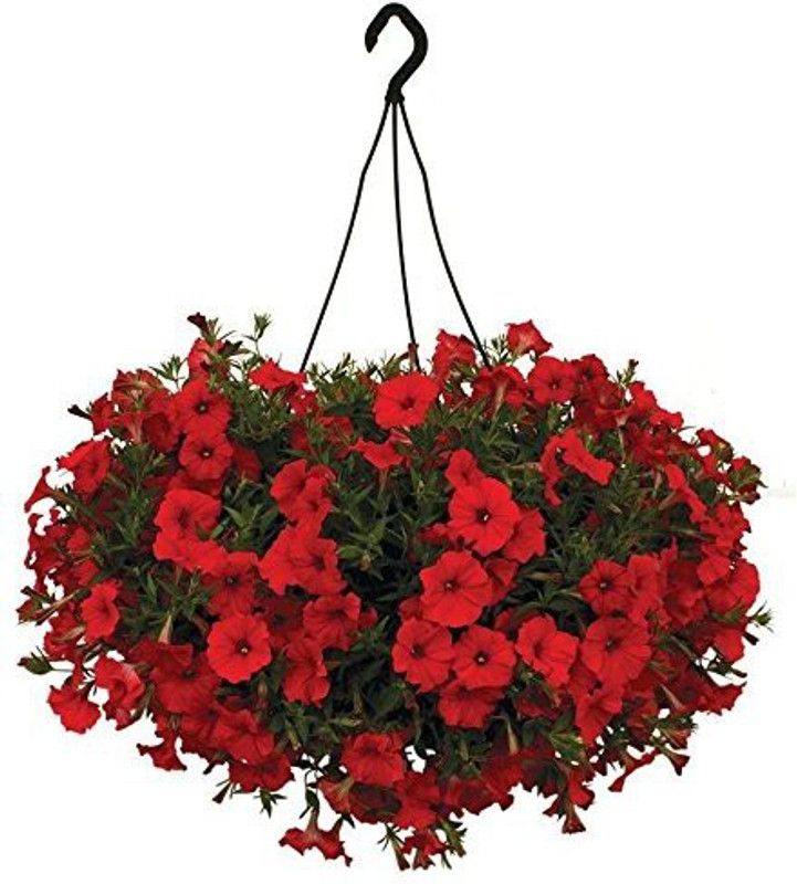 CYBEXIS Scarlet Red Petunia Seeds Plants Seeds Seed  (1 g)