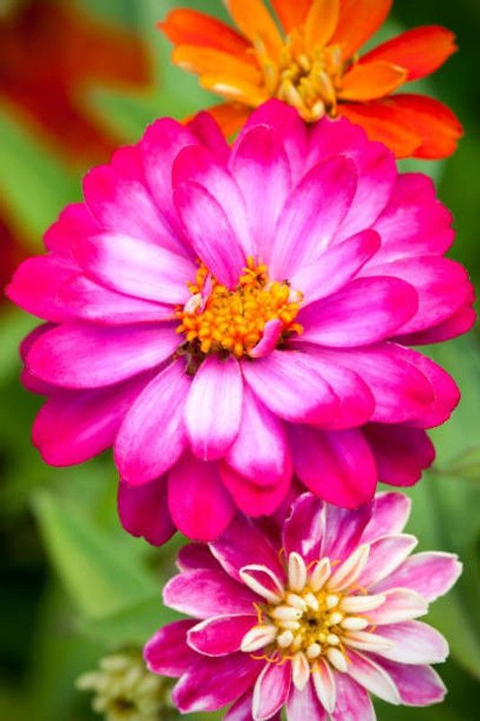 sporos Zinnia Seed  (50 per packet)