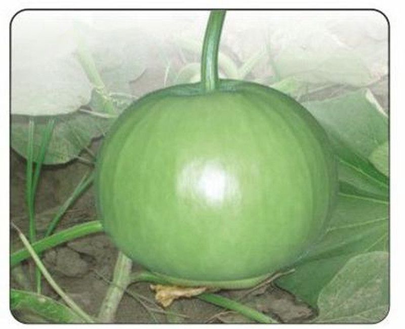 UGRA Bottle Gourd Gol Ghiya Seeds Seed  (200 per packet)