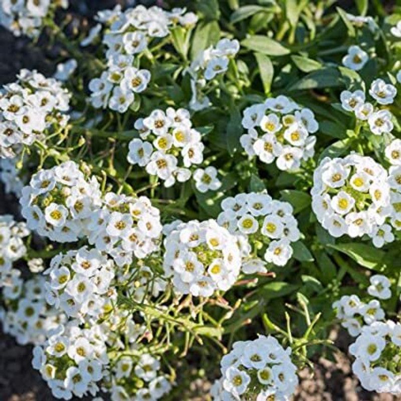 XOLDA Exotic sweet allysum Seed  (40 per packet)
