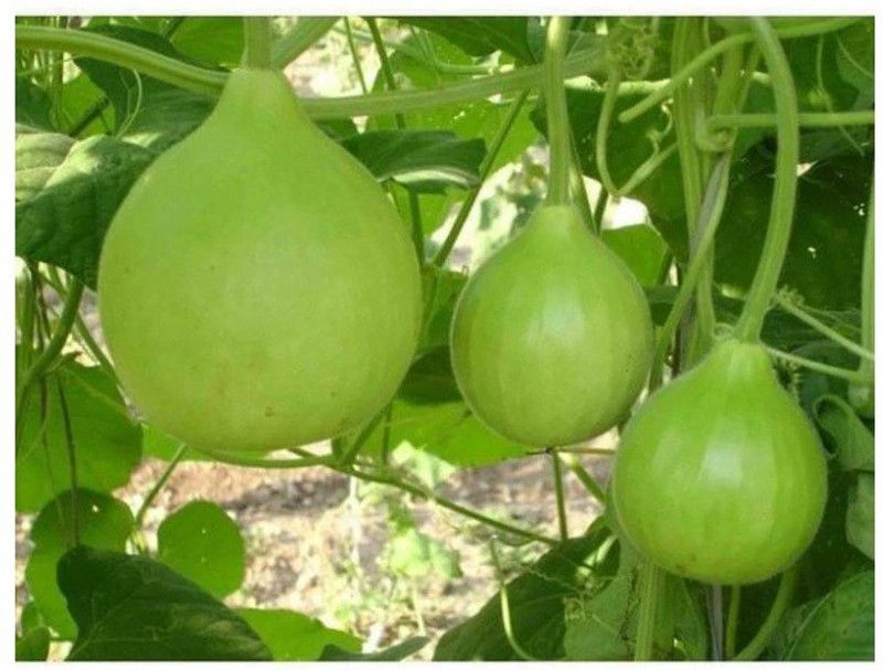 UGRA Gol Ghiya Bottle Gourd Seeds Seed  (100 per packet)