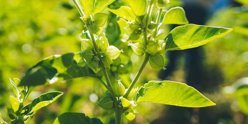 PEARL Ashwagandha Seed  (150 per packet)