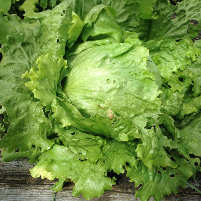 XOLDA Organic lettuce ice burg Seed  (28 per packet)