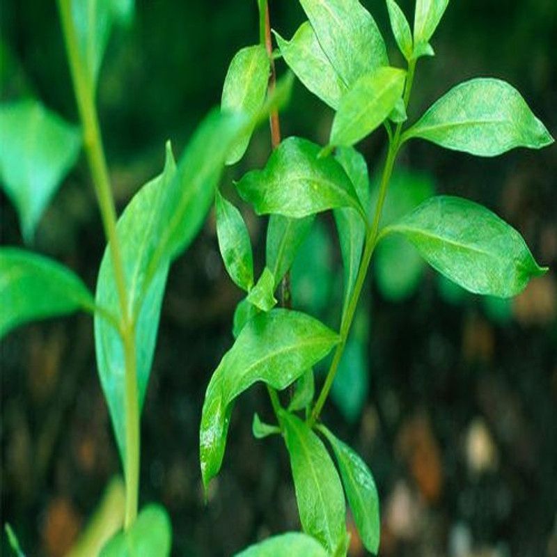 Paudha Mehndi Plant Seed  (35 per packet)