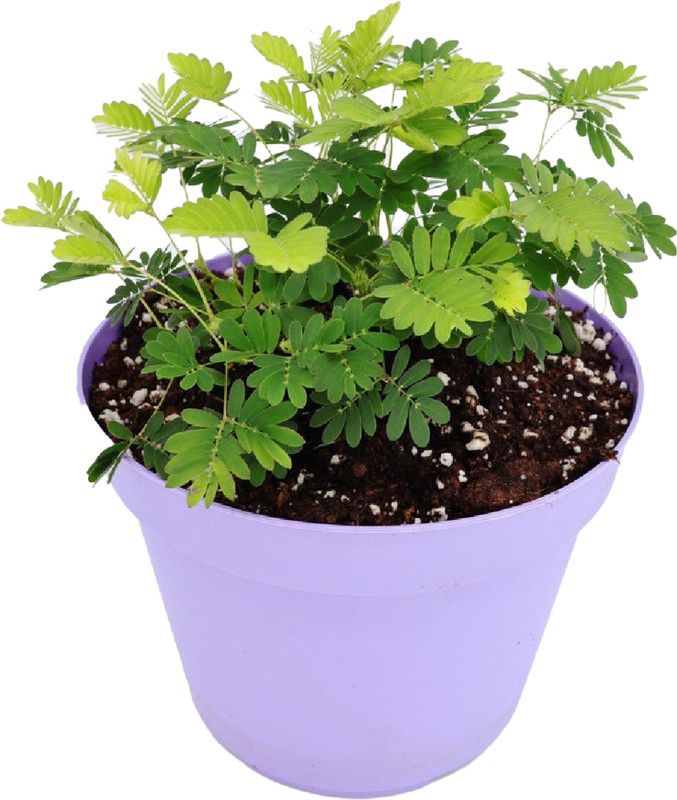 go4plants Shy Plant  (Hybrid, Pack of 1)