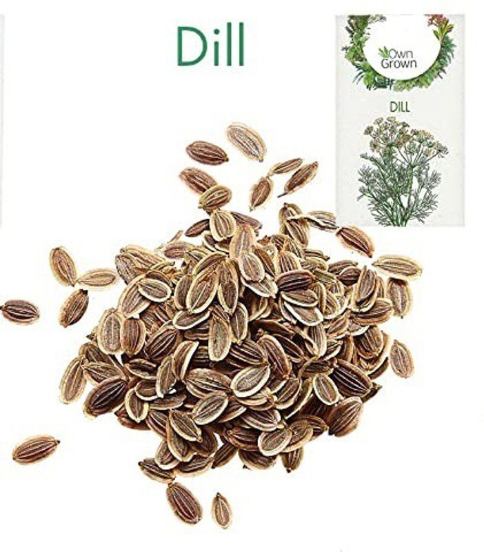 CYBEXIS Dill Hybrid Herb Seed2800 Seeds Seed  (2800 per packet)