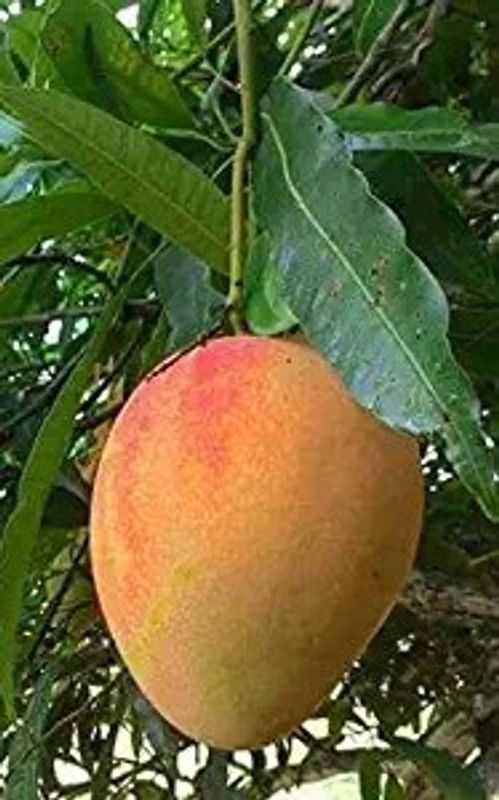 MHIMI Mango Plant  (Hybrid, Pack of 1)