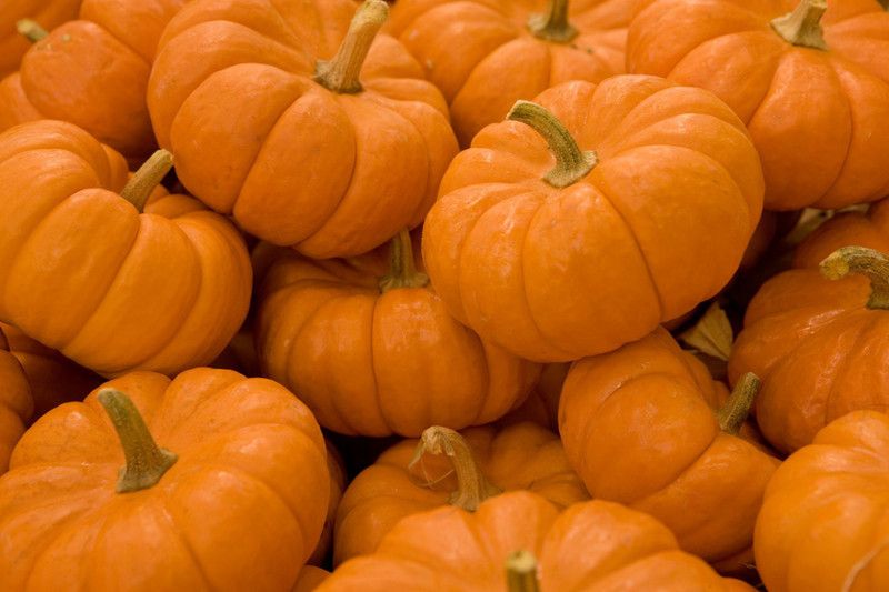 XOLDA Pumpkin Kaddoo Seed  (44 per packet)
