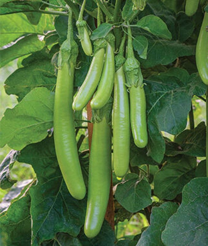 Mozette Brinjal Green long plant Seed  (27 per packet)