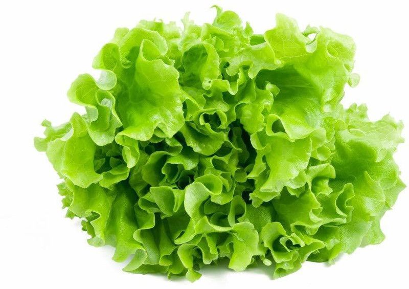 JRYU Lettuce Seed/Salad sabjee/Vegetable Seed  (30 per packet)