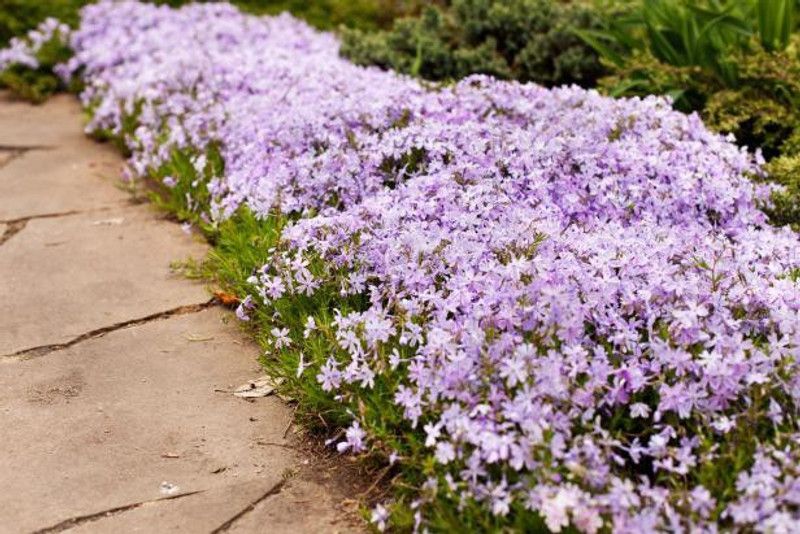 Mozette Hybrid Phlox Seed  (65 per packet)